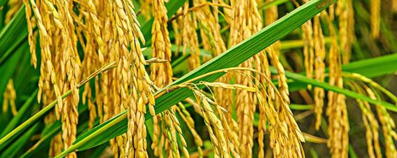 怎样加强水稻苗期分蘖率，注意轻度晒田