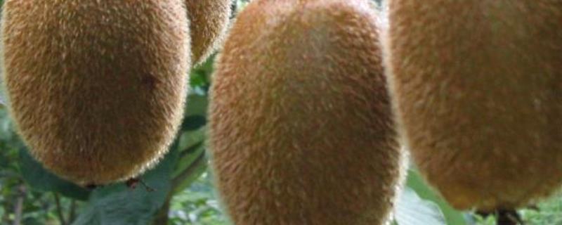 猕猴桃种植条件有哪些，附种植条件