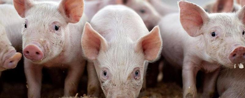 内江猪养殖技术，内江猪的品种优势
