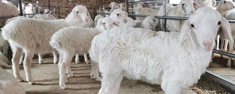 羊发情障碍防治方法，影响羊发情的因素