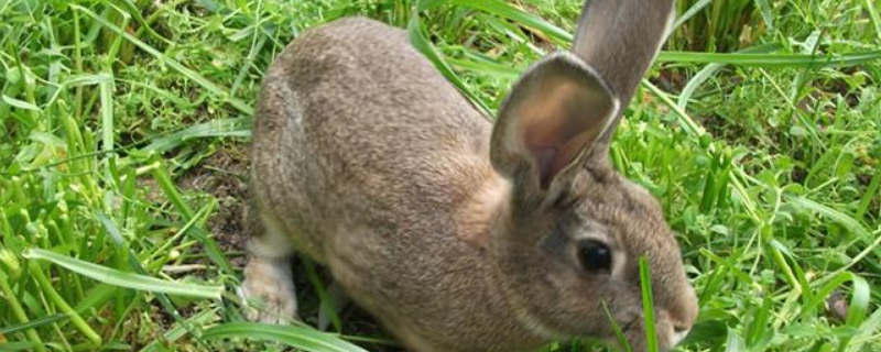 野兔养殖的兔舍环境要求，如温度、湿度、通风、光照、噪声、灰尘等