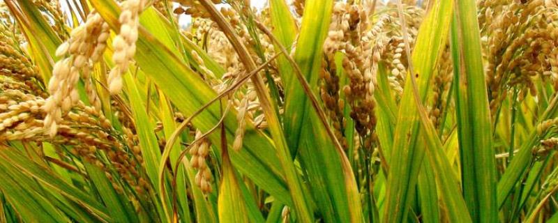 水稻中后期优质高产管理五措施，附穗粒肥施肥方法