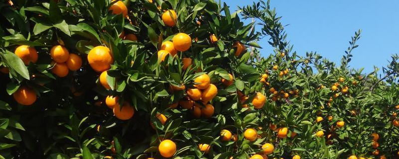 柑橘种植的受冻保树方法，详细介绍