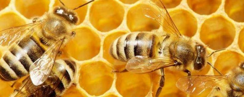 蜜蜂麻痹病防治方法，附蜜蜂麻痹病的症状