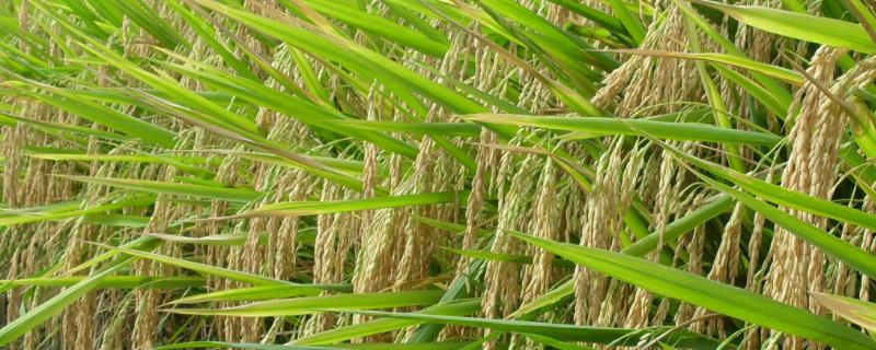 水稻倒伏的防治措施，水稻倒伏的类型