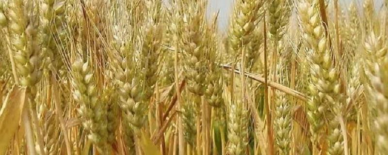冬小麦返青期的田间管理方案，返青期的主攻目标是促控结合，培育壮秆大穗