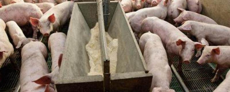 判断猪饲料质量好坏的几个误区，各有哪些特点