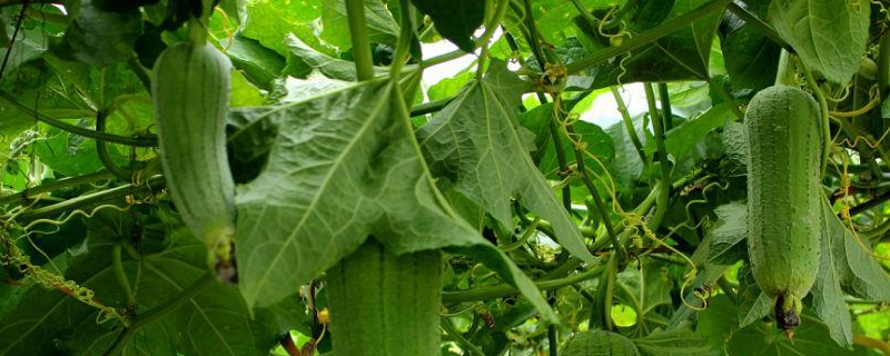 盆栽丝瓜的种植方法，详细介绍