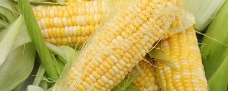 影响玉米收成的因素及处理措施， 田管措施有哪些
