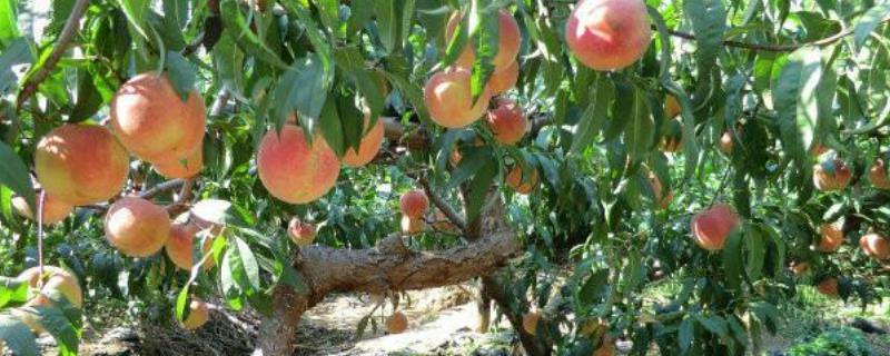 桃子的栽培技术，土肥水管理