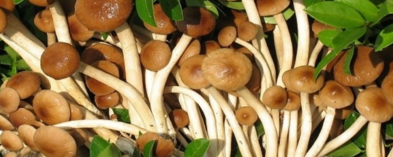 茶树菇的生长条件有哪些？主要有以下几点