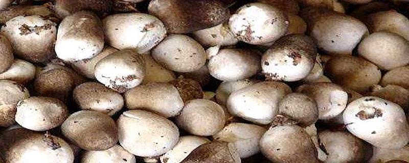 草菇的保存方法，草菇的挑选方法