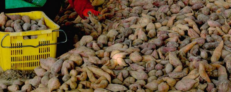 红薯饲料的科学使用方法，附其各形态特点