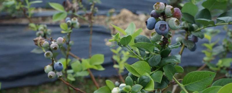 种植什么水果赚钱，蓝莓种植是一个不错的选择
