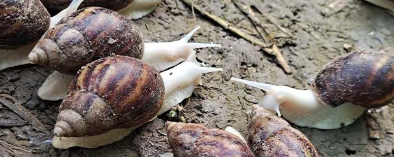 夏季该怎样养殖好白玉蜗牛？主要有以下三个方面