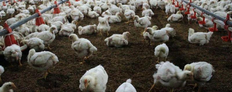 白羽鸡的养殖技术，主要从五个方面入手