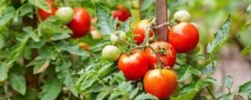 早春番茄育苗注意事项，种子和苗床土怎么消毒