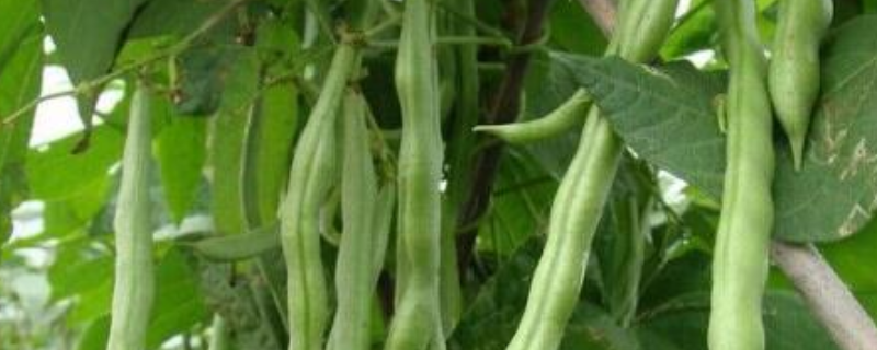 四季豆的种植条件，有以下五个方面