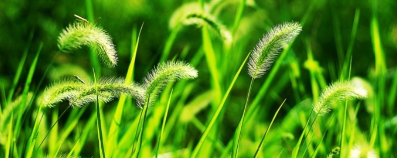 狗尾巴草是什么植物？狗尾巴草的生长习性与害处