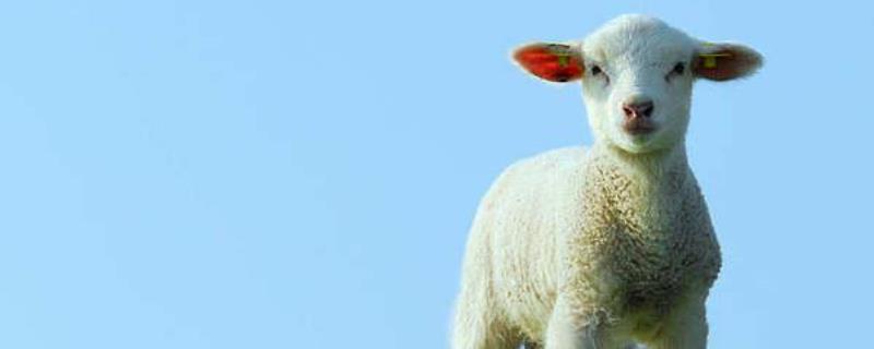如何才能让母羊多产羊羔？可以多喂青绿饲料和多汁饲料