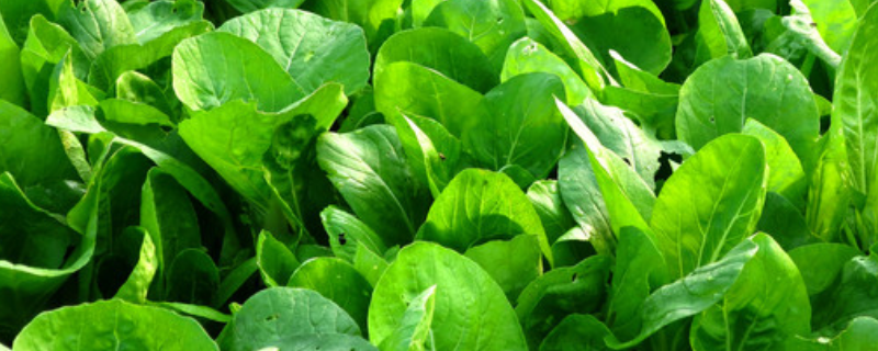 青菜的四季种植方法，附青菜的育苗方法