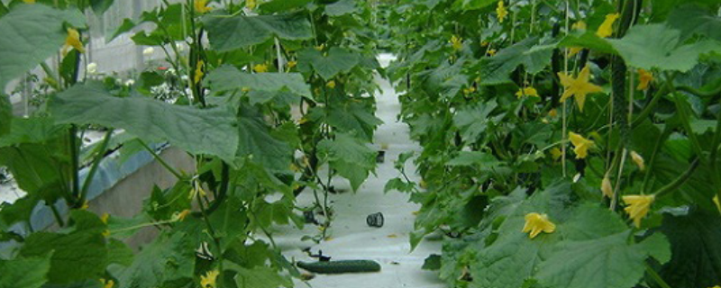 阳台黄瓜种植技术，主要有八方面