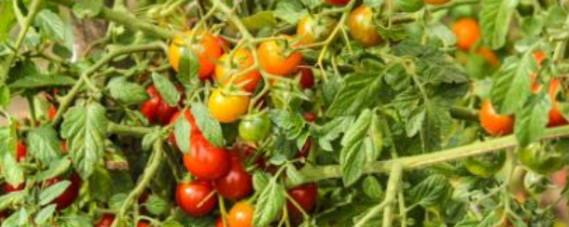番茄枯萎病防治技术，附危害症状及发病原因