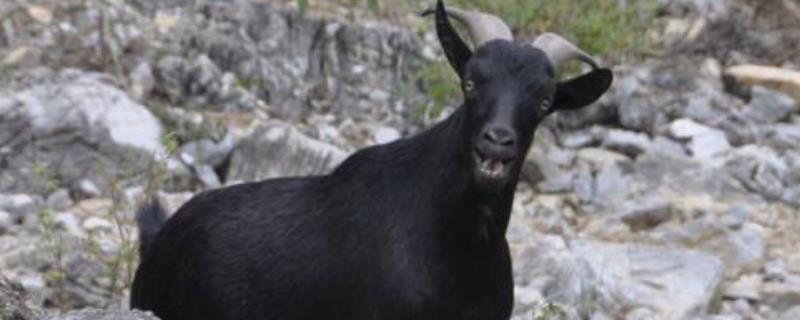 黑山羊的品种有哪些？雷州山羊具有繁殖力强、适应性强的特点