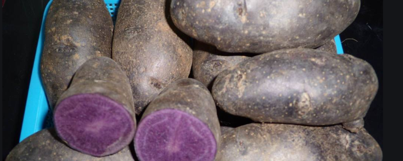 黑土豆的种植技术，主要有以下三个方面
