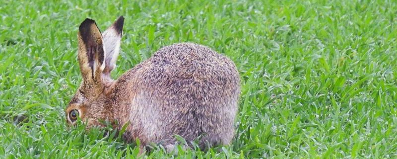 野兔的生活习性，繁殖习性是什么