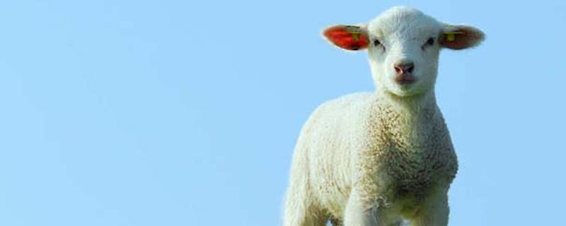 圈养羊的成本和利润，年总利润为年总收入减去年总投资成本