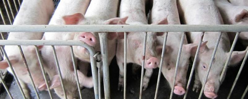 后备母猪饲养管理技术，有以下四方面