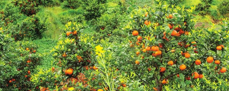 柑橘种植技术，注意选择合适的播种时间