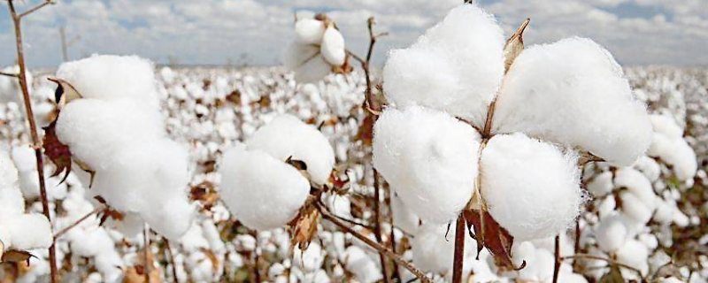 高产棉花品种有哪些？有以下五种