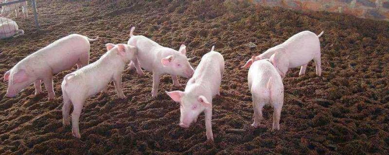 发酵床养猪技术，如何选择