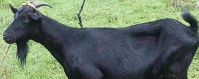 黑山羊种羊选择标准，附饲料及卫生介绍