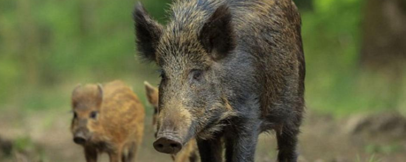 野猪的生活习性，附食性状况和生活环境