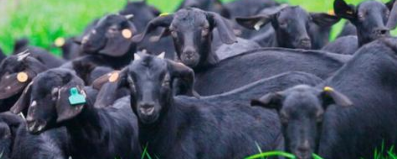 黑山羊养殖饲管理技术，农作物秸秆怎么喂羊