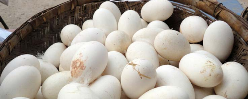 鹅的孵化技术，鹅蛋的结构特点