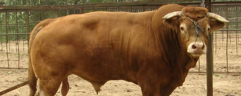 鲁西黄牛的生长周期是多长？附生产性能及产肉性能