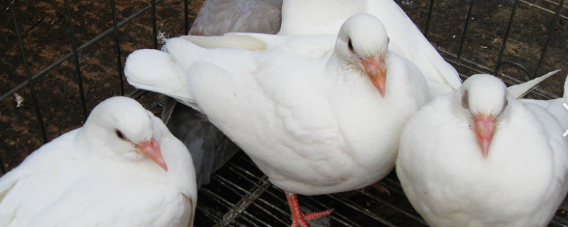 发展肉鸽养殖前的注意问题，要掌握一定的养殖技术