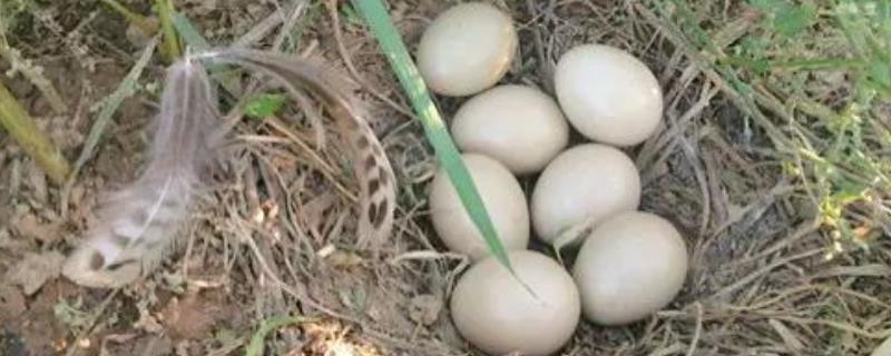 野鸡蛋的孵化技术，注意控制温度和湿度