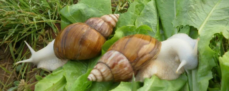 白玉蜗牛常见疾病防治技术，附发病原因