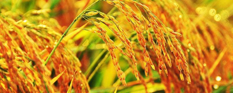 水稻生长后期高产栽培要点，病虫害防治