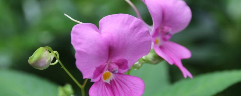 凤仙花的产地分布，附凤仙花的生长条件及常见种类
