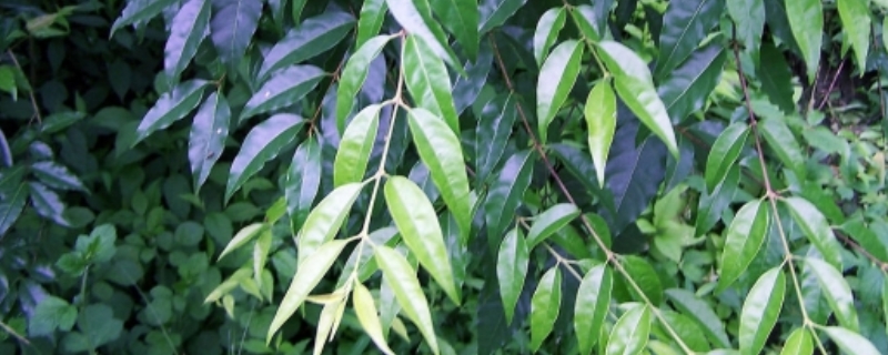 苦丁茶种植常见病虫害的防治技术，苦丁茶种病虫防治要点