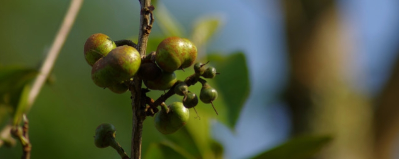 茶树种子繁殖技术，茶树种子如何采收和贮运