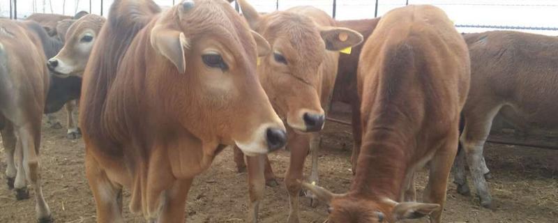 鲁西黄牛高效养殖技术，种公牛和种母牛的饲养管理