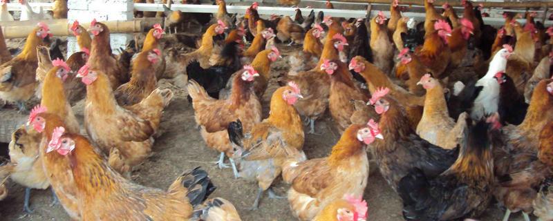 发酵床养鸡技术，养鸡棚的建设方法