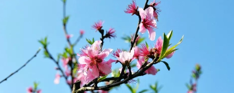 春天开的花有哪些，桃花、李花、梨花等都在春季开放